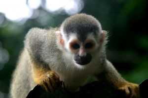 Monkey in Manuel Antonio National Park