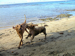 dogs.jpg