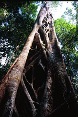 Strangler Fig by Ultrahi